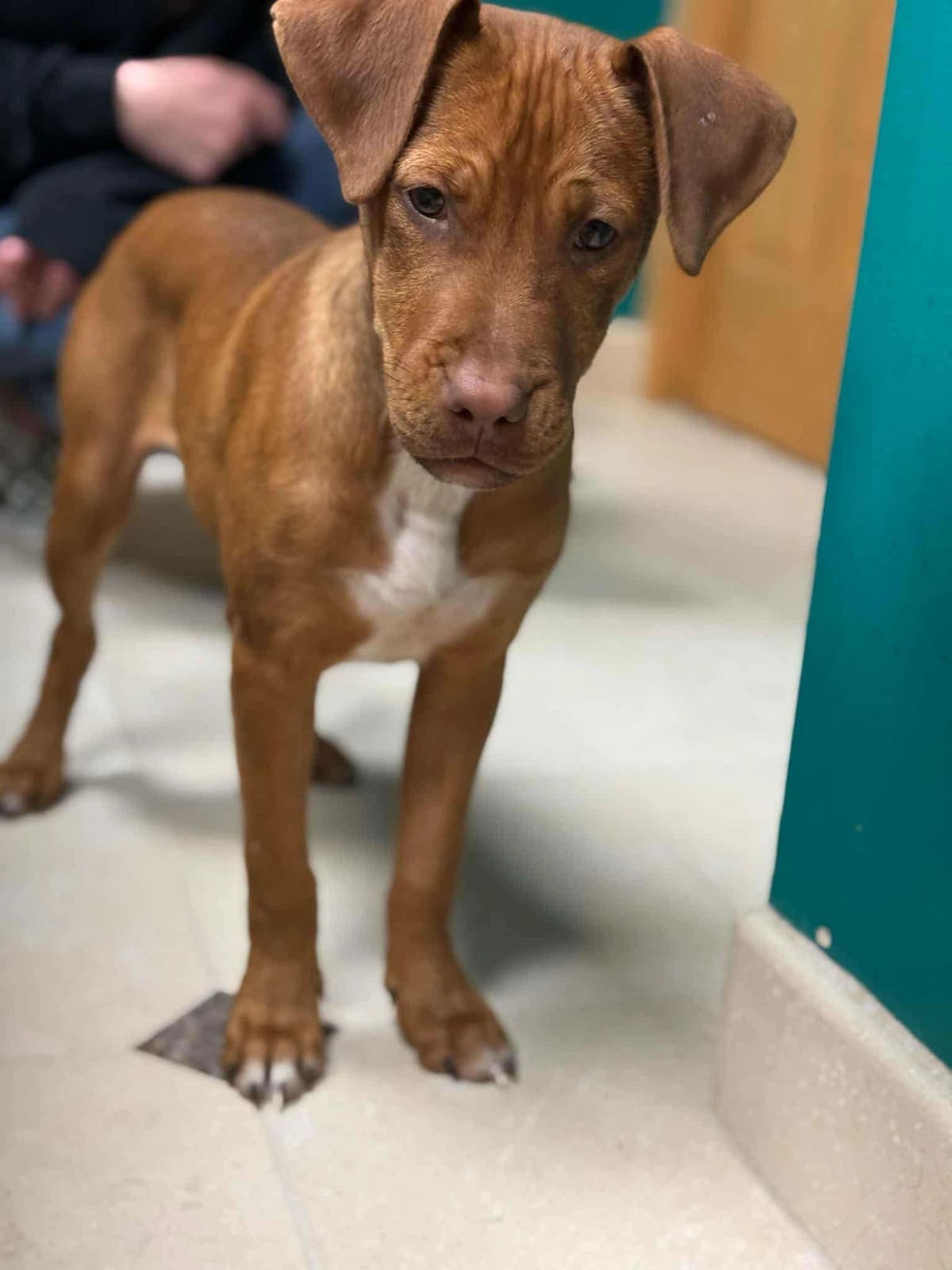 A thin rescued puppy standing at the vet clinic