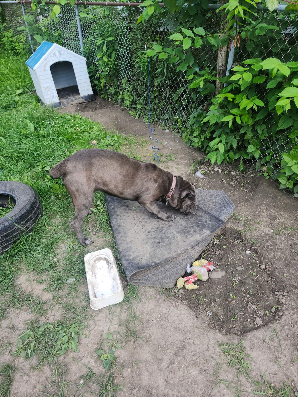 A brown mastiff standing by a blue doghouse in a Milwaukee yard