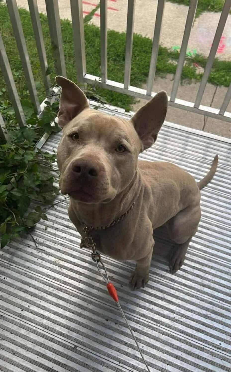 A dog living outside on a tie-out chain in Milwaukee