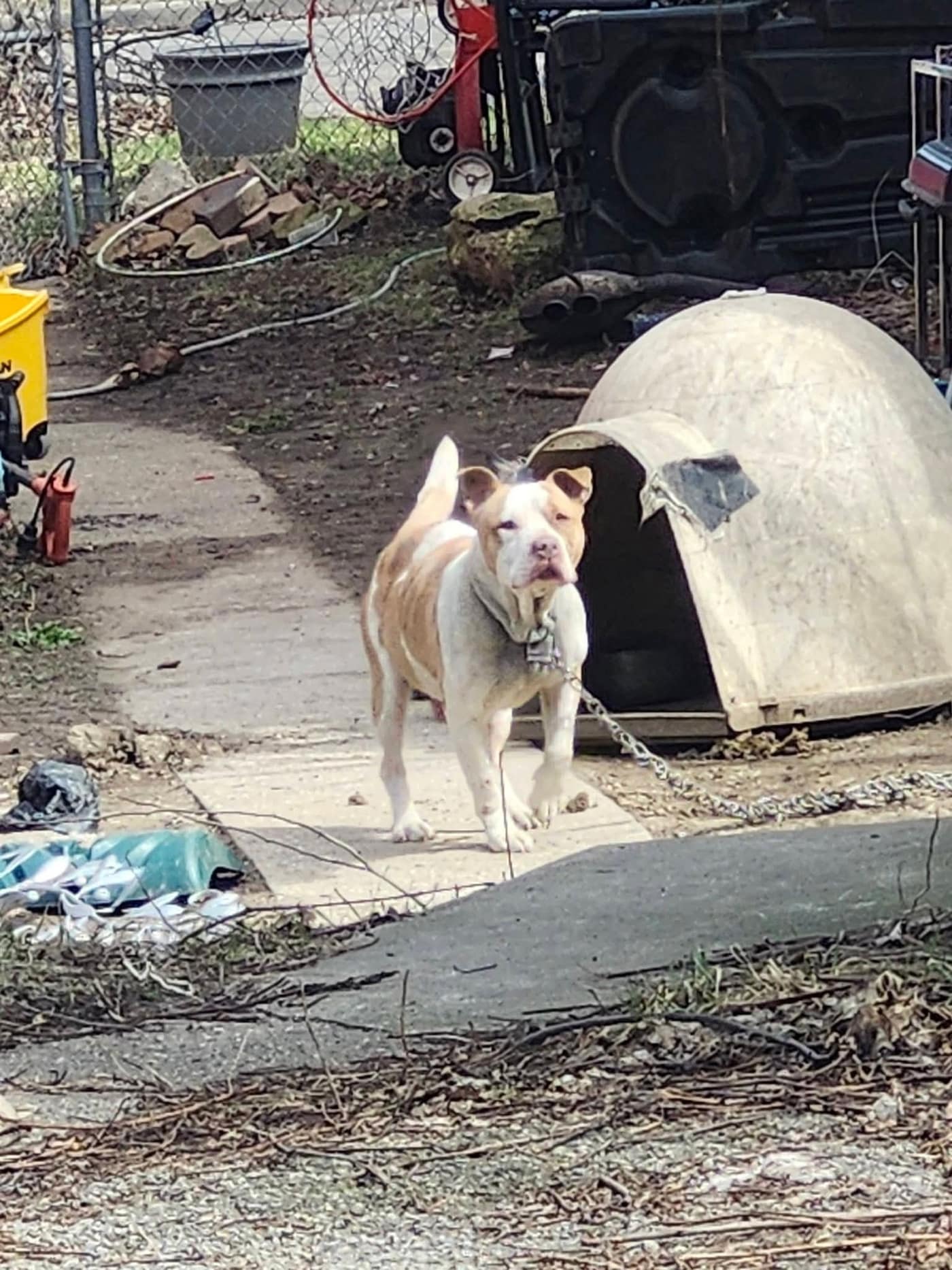 A tan and white dog walking from an igloo shelter on a chain