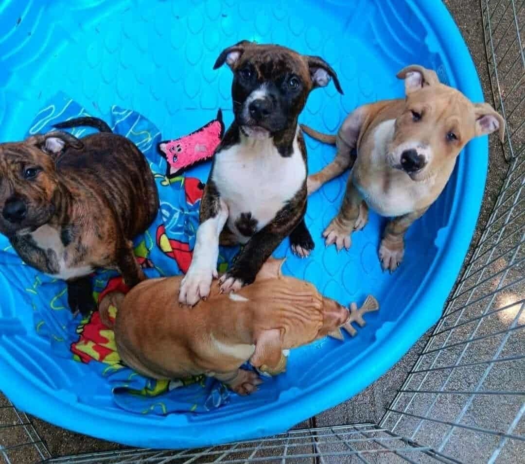 Four rescued puppies cooling off in a kiddie pool with donated toys