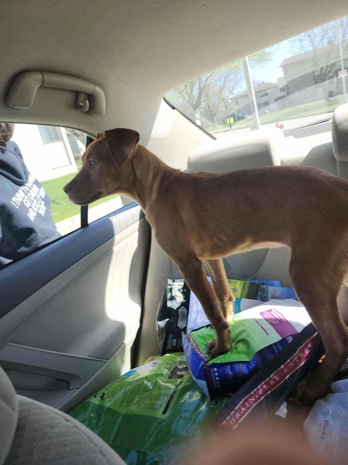 A thin rescued puppy standing on bags of donated dog food in a car