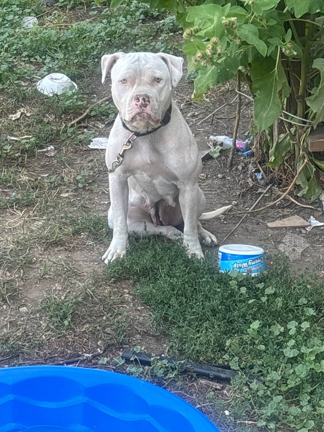 A white pit bull sitting alone in a bare Milwaukee yard, watching and waiting